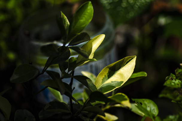 Κοντινό πλάνο macro, πράσινα φύλλα ημιδιαφανή στον ήλιο σε ρηχό βάθος πεδίου φόντου - Φωτογραφία, εικόνα