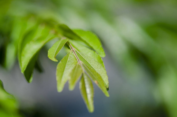 Close up shot, folhas de caril fresco (Murraya koenigii ou Bergera koenigii) no jardim de plantas.
 - Foto, Imagem