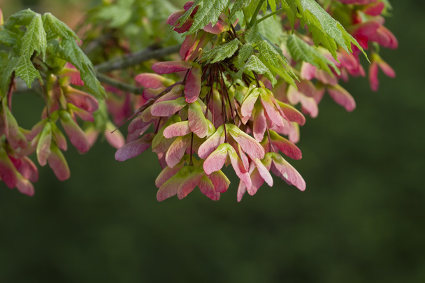 Ali di semi d'acero rosa - Acer circinatum
 - Foto, immagini