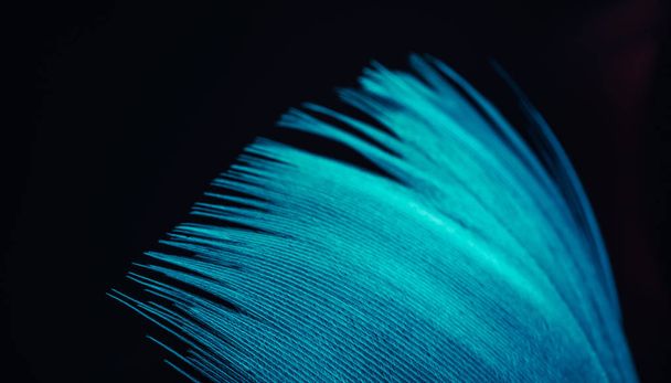 Hermosas tendencias azules patrón de plumas textura fondo. Macro fotografía vista.  - Foto, imagen