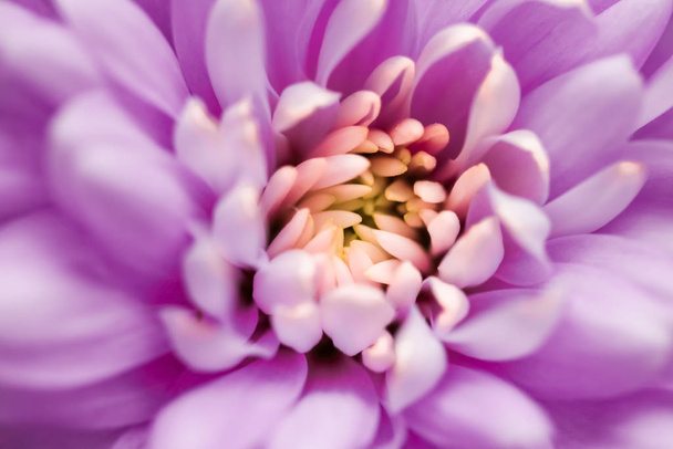 Fialové květinové okvětní lístky v květu, abstraktní květinové umění - Fotografie, Obrázek