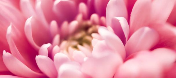 Korálové květinové lístky v květu, abstraktní květinové umění  - Fotografie, Obrázek