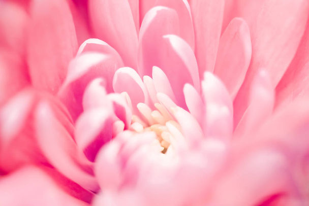 Korall százszorszép virágszirmok virágos, elvont virágos virágos művészet  - Fotó, kép