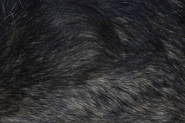 Nahaufnahme grauer Hundehaut für Tiermuster und Hintergrund - Foto, Bild