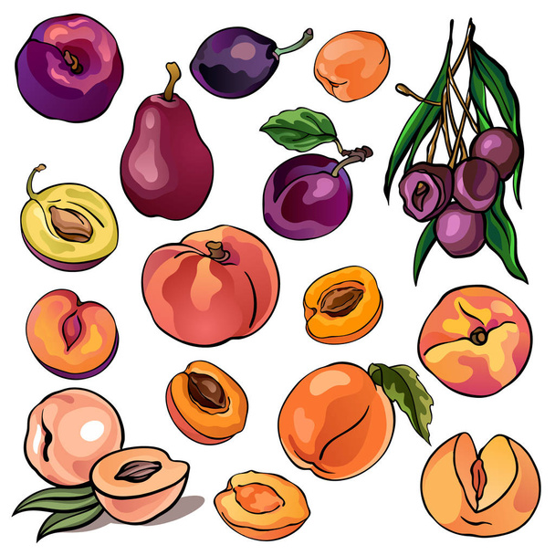 Collection of peaches, pears, plums, apricots, colorful illustrations of fruits, orange and purple color, isolated, for custom design and print - Vector, Image