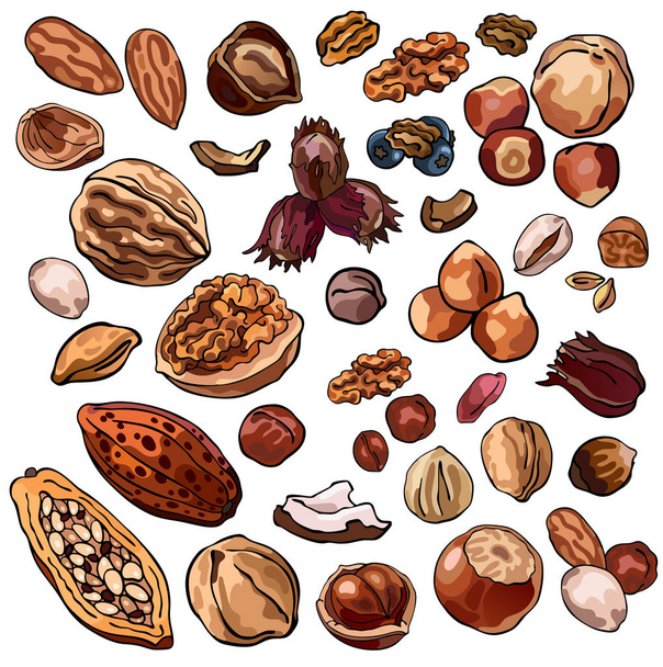 Kolekce kakaových bobů, muškátových oříšků, vlašských ořechů, kokosových ořechů, arašídů, lískových ořechů, mandlí, barevné ilustrace ořechů, izolovaných, pro vlastní design a potisk - Vektor, obrázek