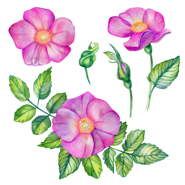 Watercolor set with wild rose. - Foto, Imagem
