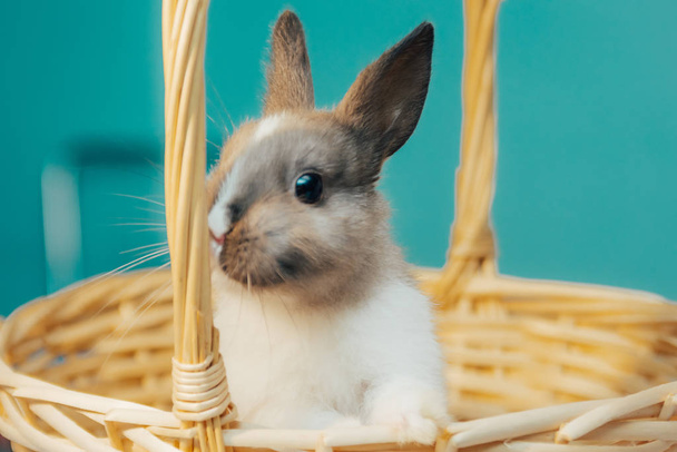 маленький кролик у плетеному кошику
 - Фото, зображення