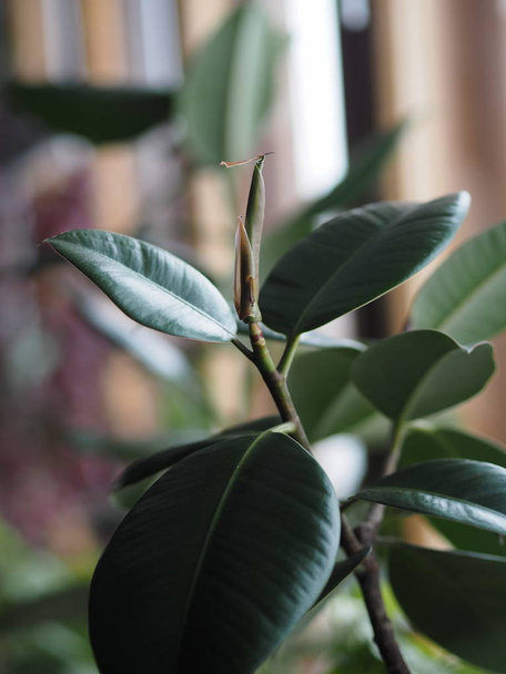 Ficus home plant on the window. The emergence of a new leaf. - Foto, immagini
