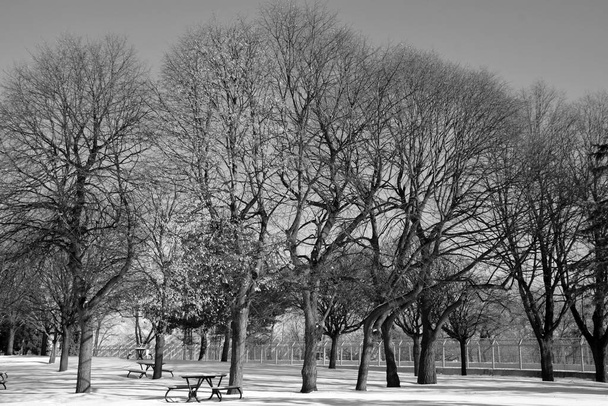 Paisaje invernal con árboles helados en el día soleado nevado
. - Foto, imagen
