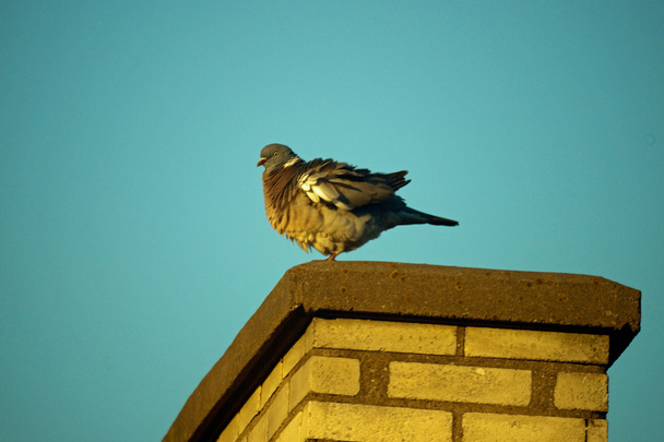 Каменный голубь на дымоходе
 - Фото, изображение