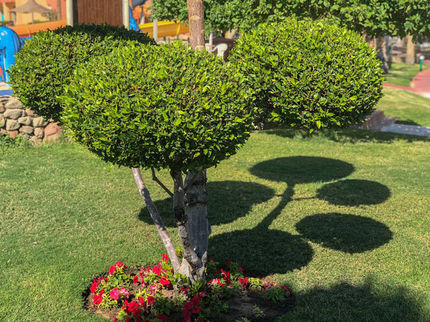 Süslü şekilli ağaç dalları - Fotoğraf, Görsel