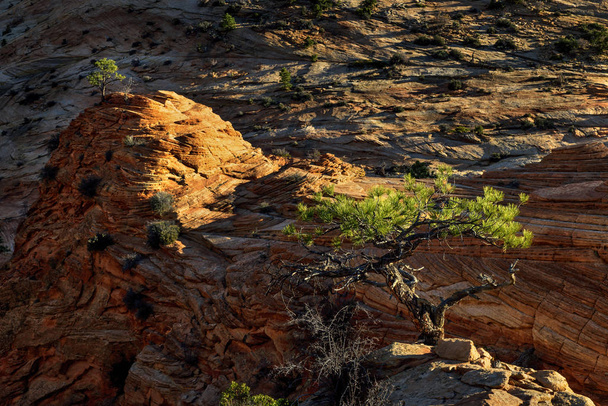 Park Narodowy Zion czerwone skały w zachód słońca - Zdjęcie, obraz