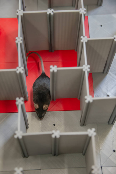 Εργαστήριο μαύρο ποντίκι είναι πλοήγηση σε ένα πλαστικό λαβύρινθο σε l - Φωτογραφία, εικόνα