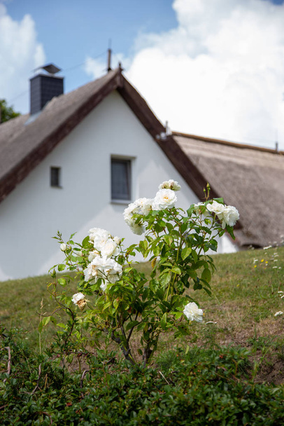 Μια λευκή πασχαλιά μπροστά από ένα σπίτι μια ηλιόλουστη μέρα - Φωτογραφία, εικόνα