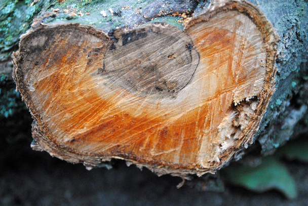 cutted tree, close up view. - Foto, Bild