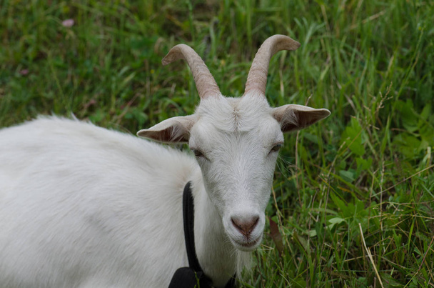 White  goat sitting in tall grass.  Goat grazing in the yard. - Photo, Image