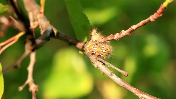 Caterpillar kruipen op een boom - Video