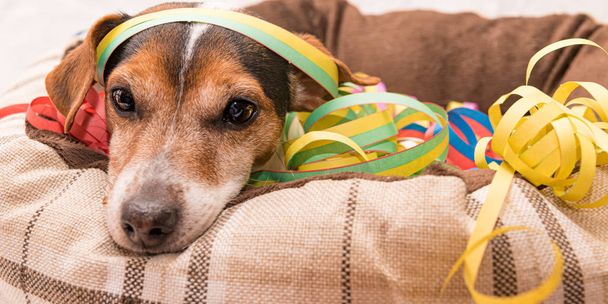 Lindo perro de 10 años se encuentra cómodamente en su cama de perro en el villancico
 - Foto, Imagen