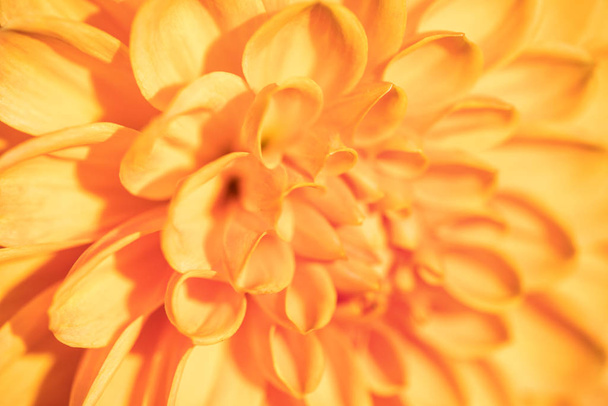 macro van een gele dahlia - Foto, afbeelding