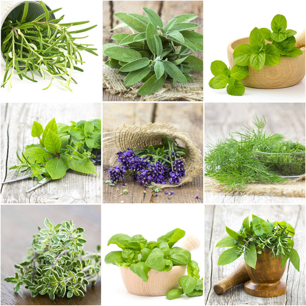 pictures with freshly harvested herbs - Photo, Image