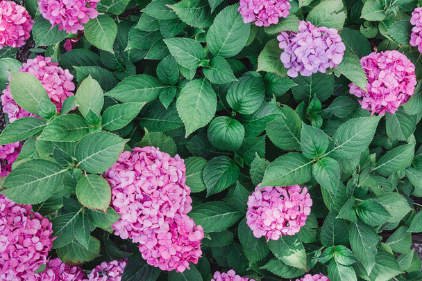 花の背景花を咲かせます。アジサイのクローズアップの美しい詳細。紫色のホルテンシアの茂み。春のコンセプト。花グリーティングカード. - 写真・画像