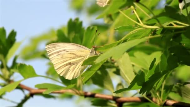 Метелик сидить на зеленому листі
 - Кадри, відео