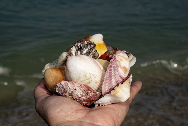 travel to Dubai, United Arab Emirates, walk along the coast of the Persian Gulf, collecting shells - Photo, Image