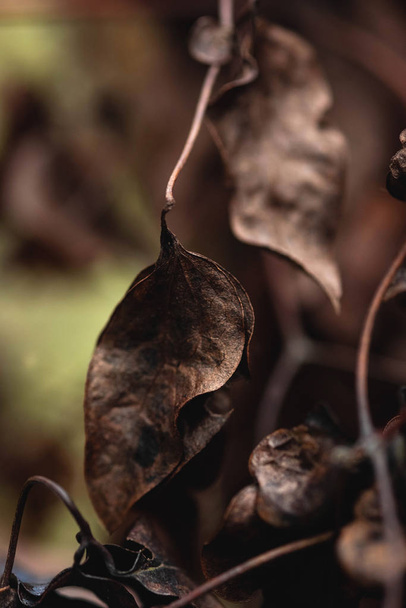 dry leaf close-up macro image, background - Zdjęcie, obraz