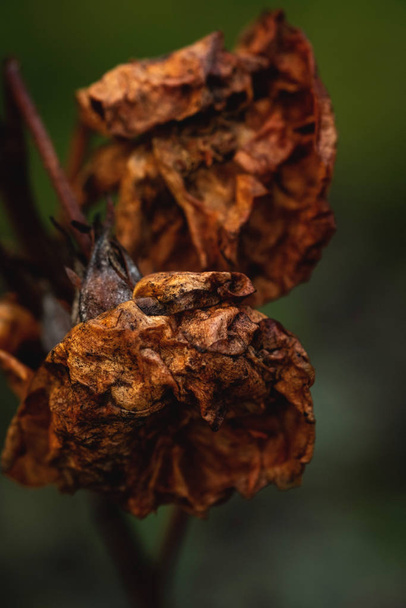 wilted roses, dried flowers, close-up background image - Φωτογραφία, εικόνα