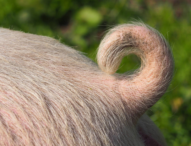 Gros plan d'une petite queue de porc
 - Photo, image