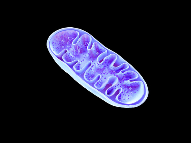 Mitocondrias, orgánulos celulares, producen energía, energía celular y respiración celular, ADN, representación 3D
 - Foto, Imagen