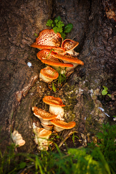 Fairytale mushrooms - Photo, Image