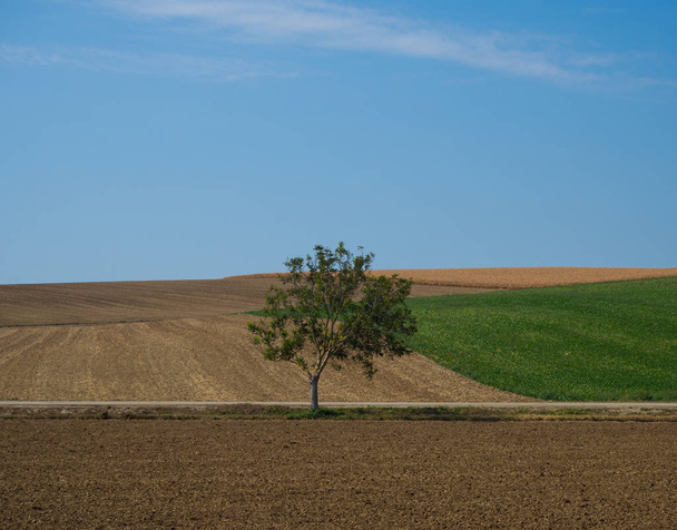 Einzelbaum- und Agrarlandschaft - Foto, Bild