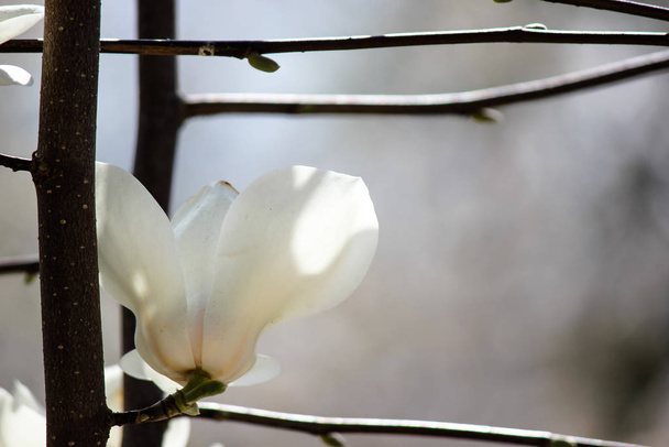 white magnolia in the shade after rain - Photo, Image