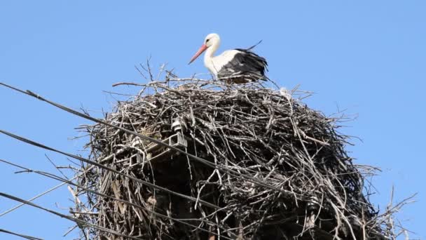 ein ausgewachsener Storch im hohen Nest in Großaufnahme auf einer Stromsäule auf blauem Himmelshintergrund - Filmmaterial, Video