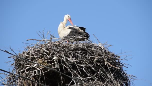 Cegonha branca adulta no ninho limpa-se
 - Filmagem, Vídeo