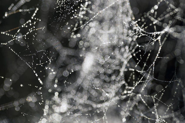 Close up shot of a spider web. - Fotó, kép