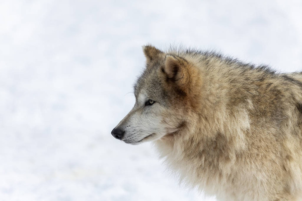  Γκρίζος λύκος (Canis lupus) επίσης γνωστός στη Βόρεια Αμερική ως λύκος ξυλείας το χειμώνα. - Φωτογραφία, εικόνα