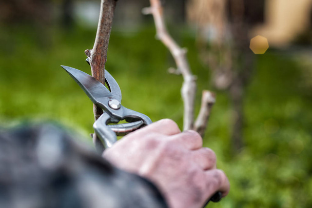 Farmer pruning the vine in winter. Agriculture. - Photo, Image