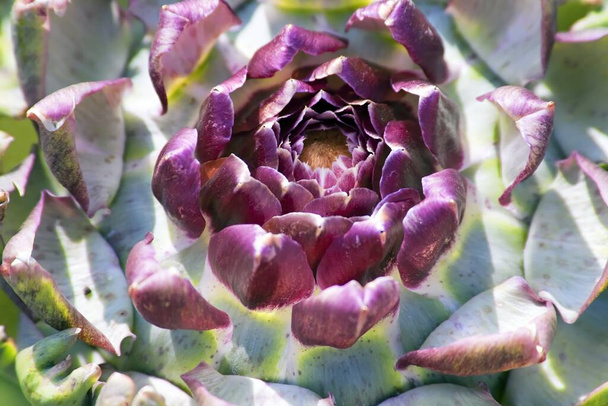 artichoke, cynara cardunculus, green plant - Φωτογραφία, εικόνα