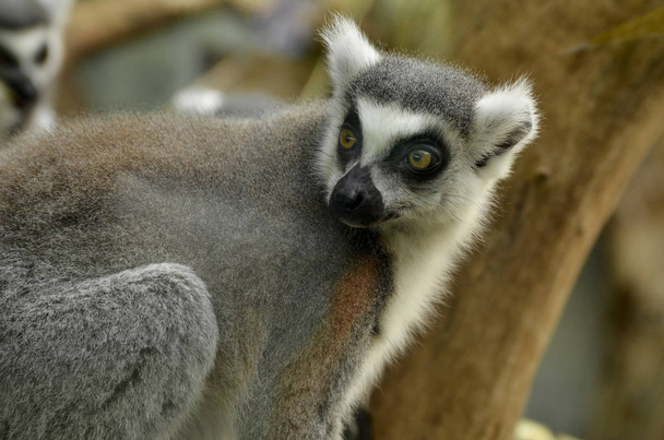 Lemur catta bij de boom kijkt om zich heen - Foto, afbeelding