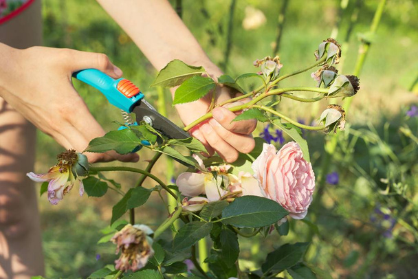 Womans hands with secateurs cutting off wilted flowers on rose bush - Foto, immagini