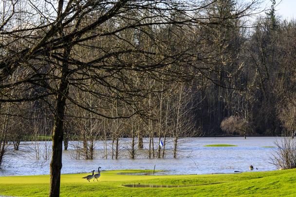 Canada Geese (Branta canadensis) cross flooded golf green after rain storm - Photo, Image