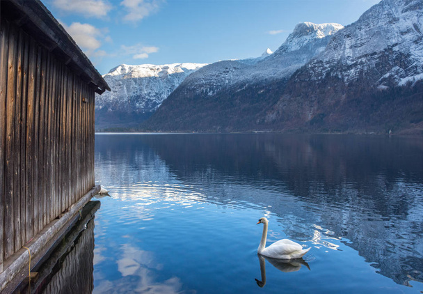 ホルシュターゼー湖の澄んだ水と、冬にはオーストリアのザルツカンマーグート地方で美しい山々に白鳥 - 写真・画像