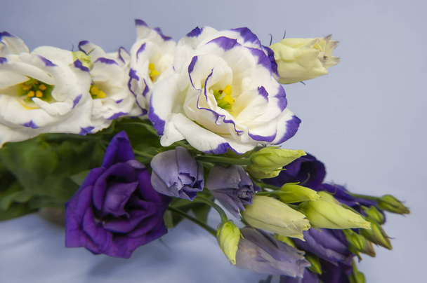 Fleurs d'eustomie violettes et blanches sur fond clair gros plan
. - Photo, image