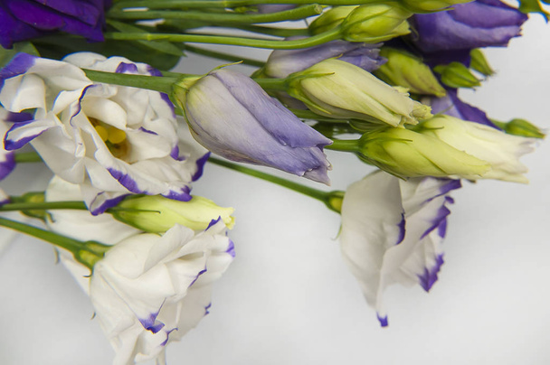Фіолетові та білі квіти еустоми на світлому фоні крупним планом
. - Фото, зображення