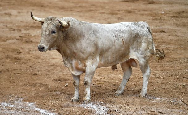 ein wütender Stier mit großen Hörnern auf der spanischen Stierkampfarena - Foto, Bild