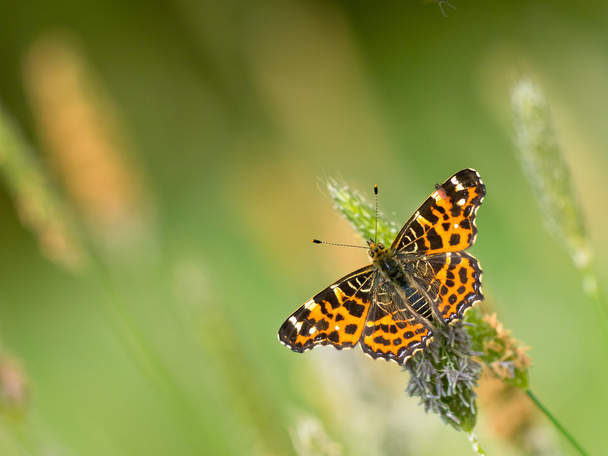 Schmetterling wärmt seine Flügel in der Sonne - Foto, Bild