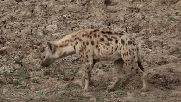 Po hyeně kráčející v divočině - Záběry, video